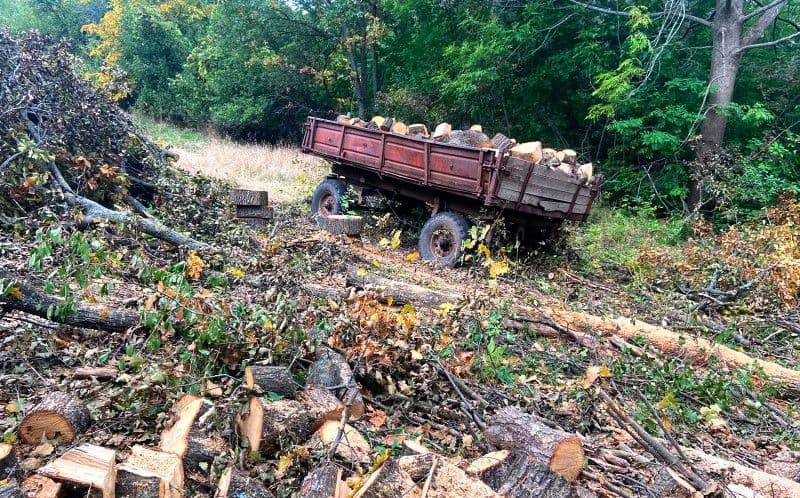 Незаконно вирубані дерева на Полтавщині чоловік вивозив трактором
