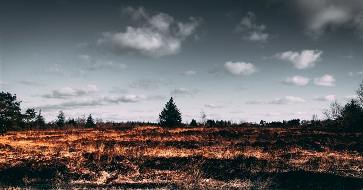 Гадяцькі ліси патрулюють 40 лісівників
