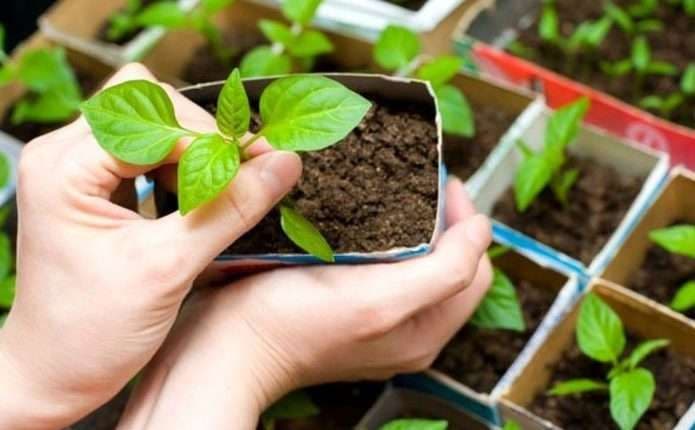 Полтавська екоорганізація надсилатиме людям набори насіння для висадки на городі