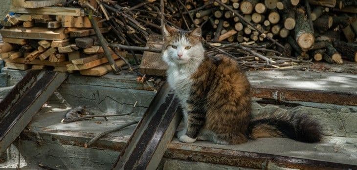 Кременчуцькі поліціянти розшукують причетного до вбивства кота
