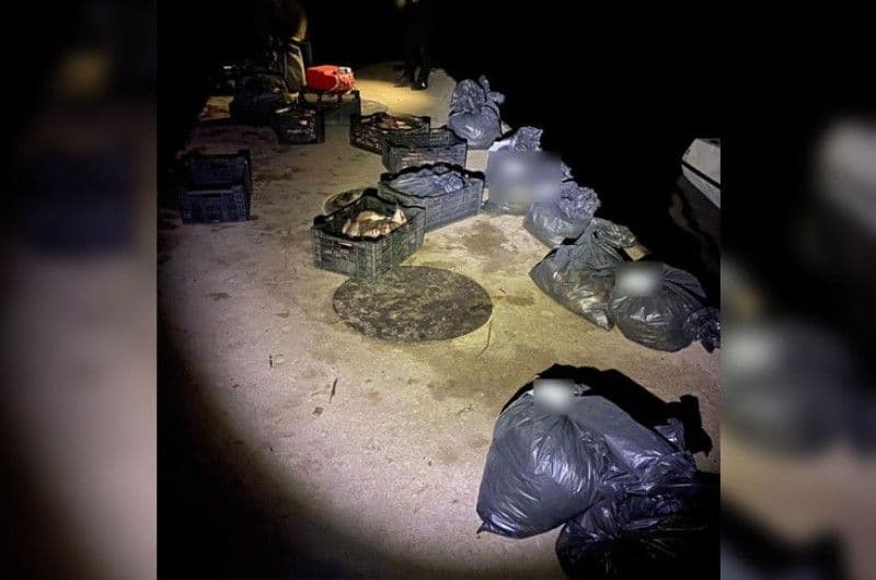 На Полтавщині браконьєри наловили риби на чотири мільйони гривень