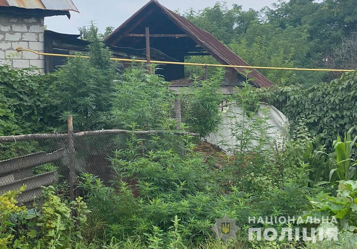 На Полтавщині раніше судимий чоловік вирощував коноплі