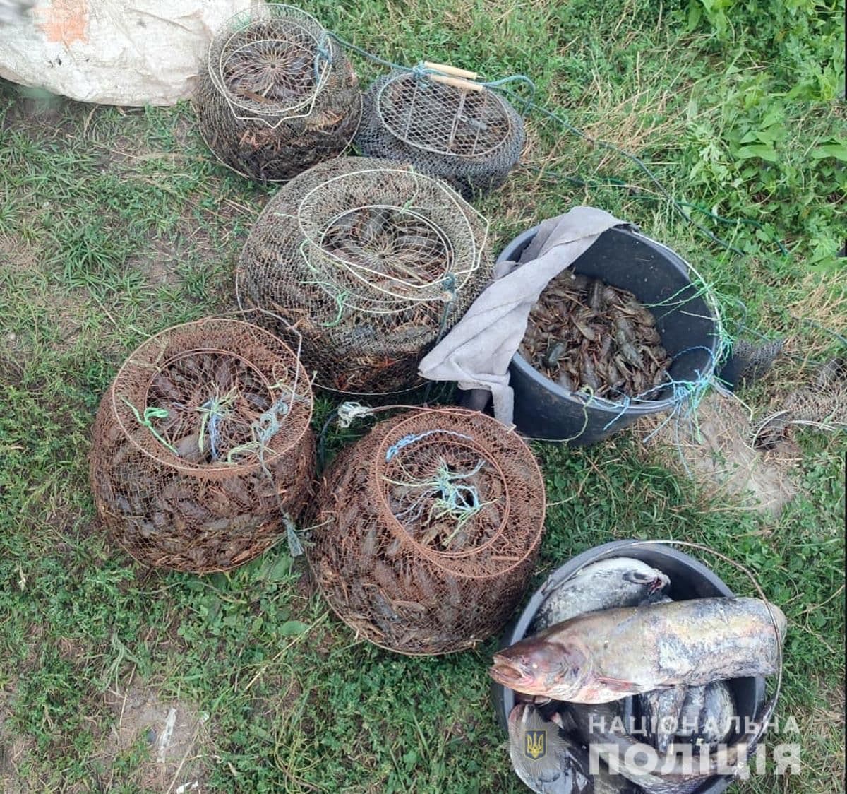 На Полтавщині чоловік наловив риби та раків на понад 4,5 мільйона гривень