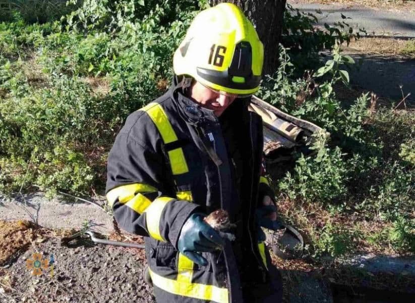 У Кременчуці врятували кошенят