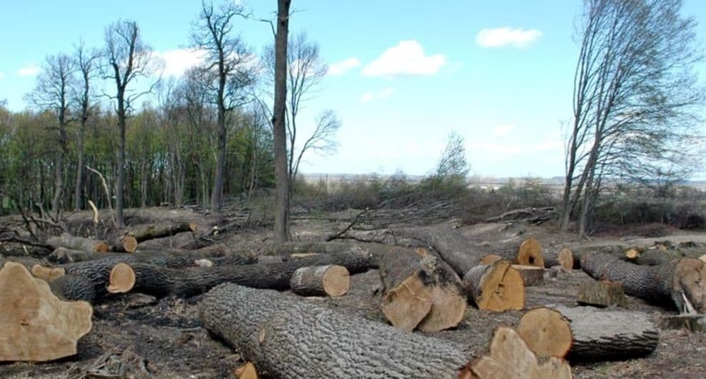 На Полтавщині шукають винних у вирубці понад сотні дерев