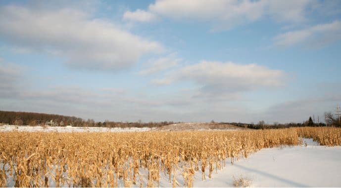 Аграрії Полтавщини не можуть зібрати кукурудзу через постійні погіршення погоди