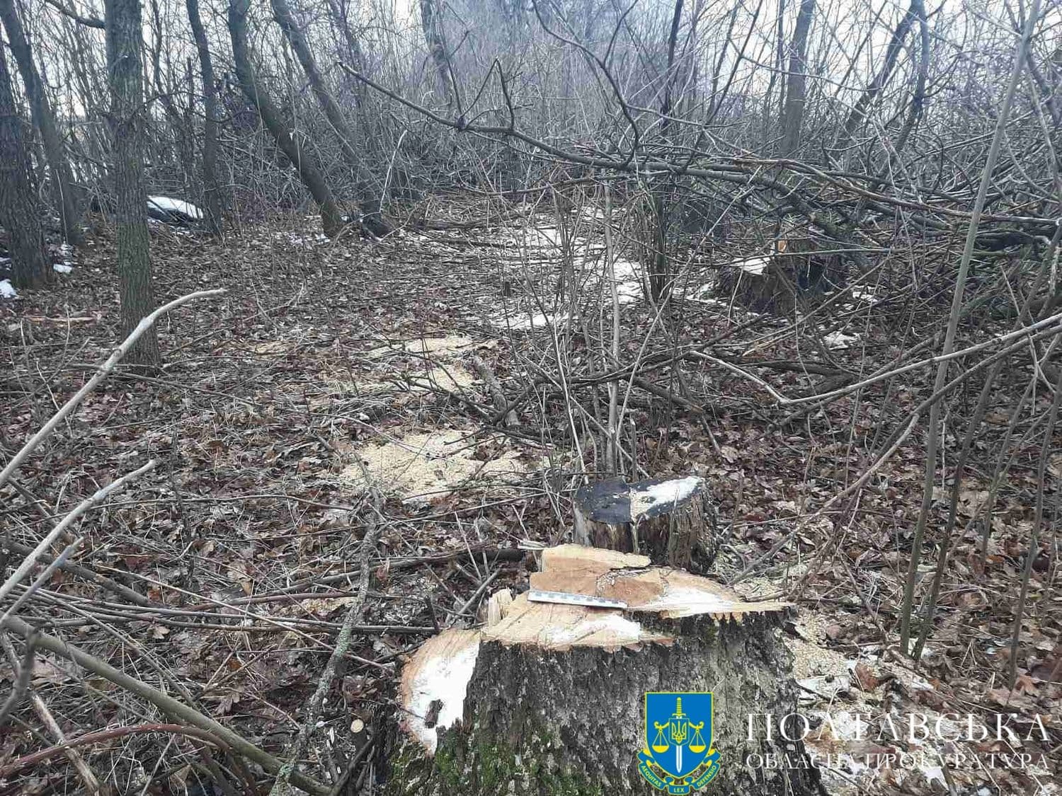 На Полтавщині судитимуть лісоруба, який спиляв ясенів на 500 тисяч гривень