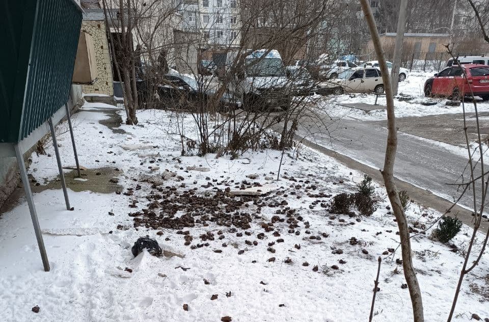У Полтаві поліція відкрила кримінальну справу через масову загибель кажанів