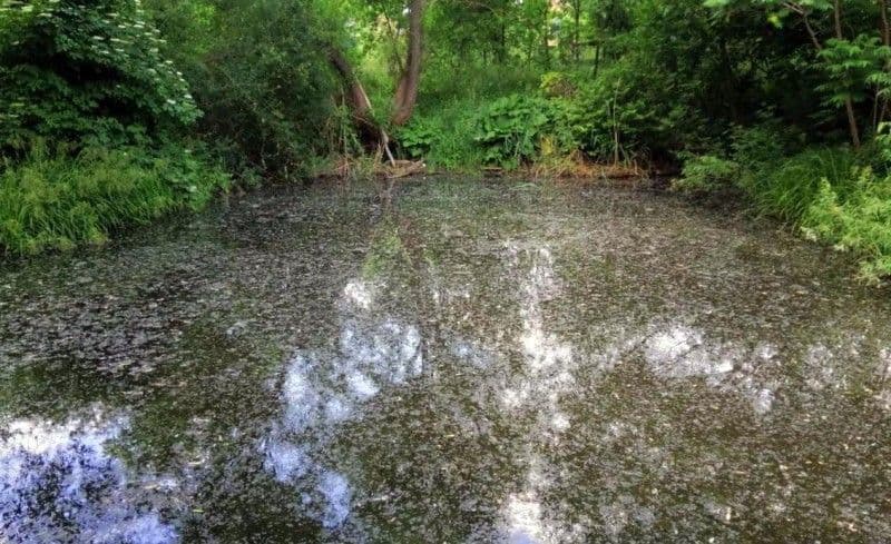 У ставку на Полтавщині виявили тіло пенсіонерки
