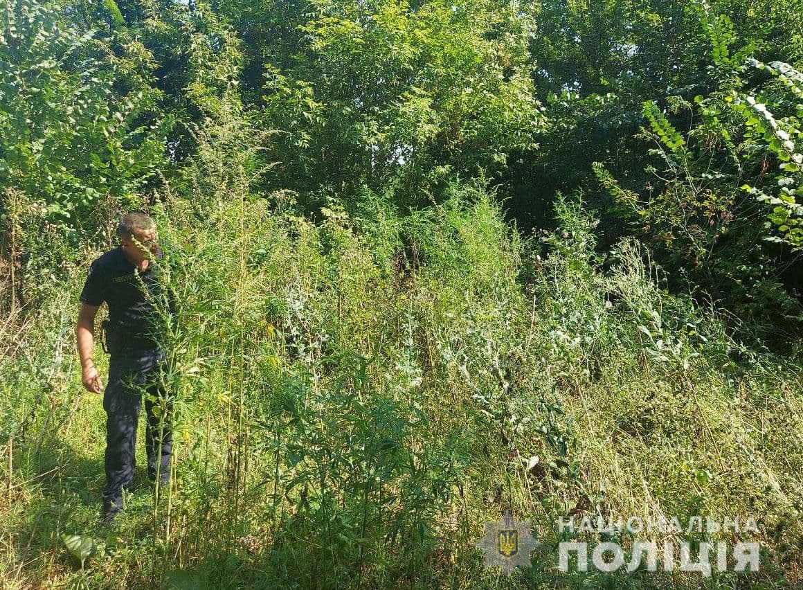 У Кременчуцькому районі виявили три конопляні плантації