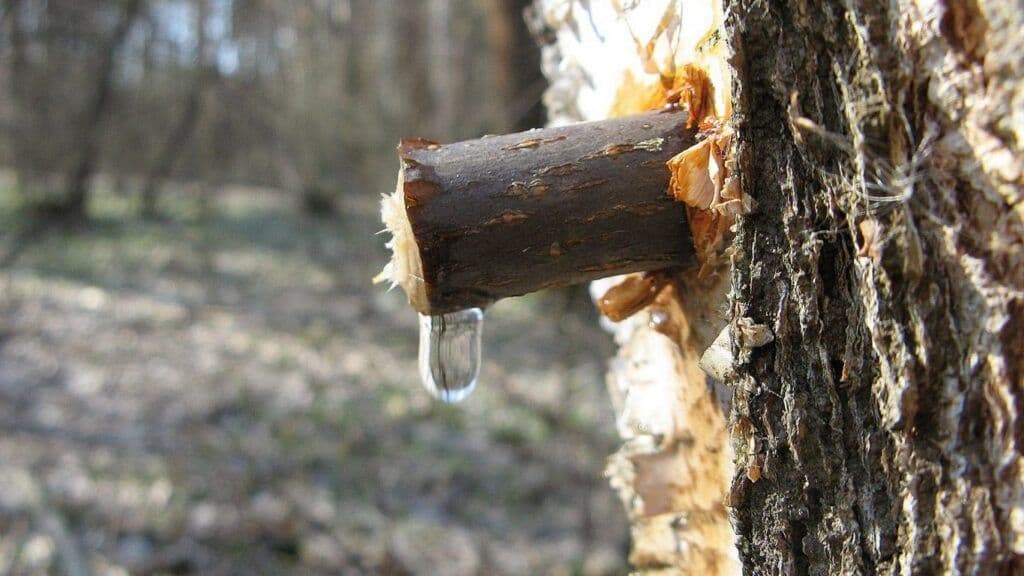 Чому березовий сік може бути небезпечний для споживання