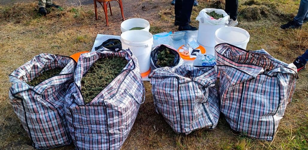 У жителя Полтавського району знайшли близько 30 кілограмів канабісу