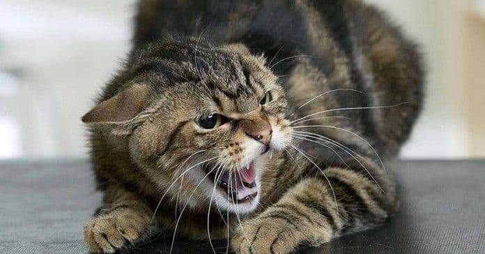 У Полтавському районі у кота виявили сказ