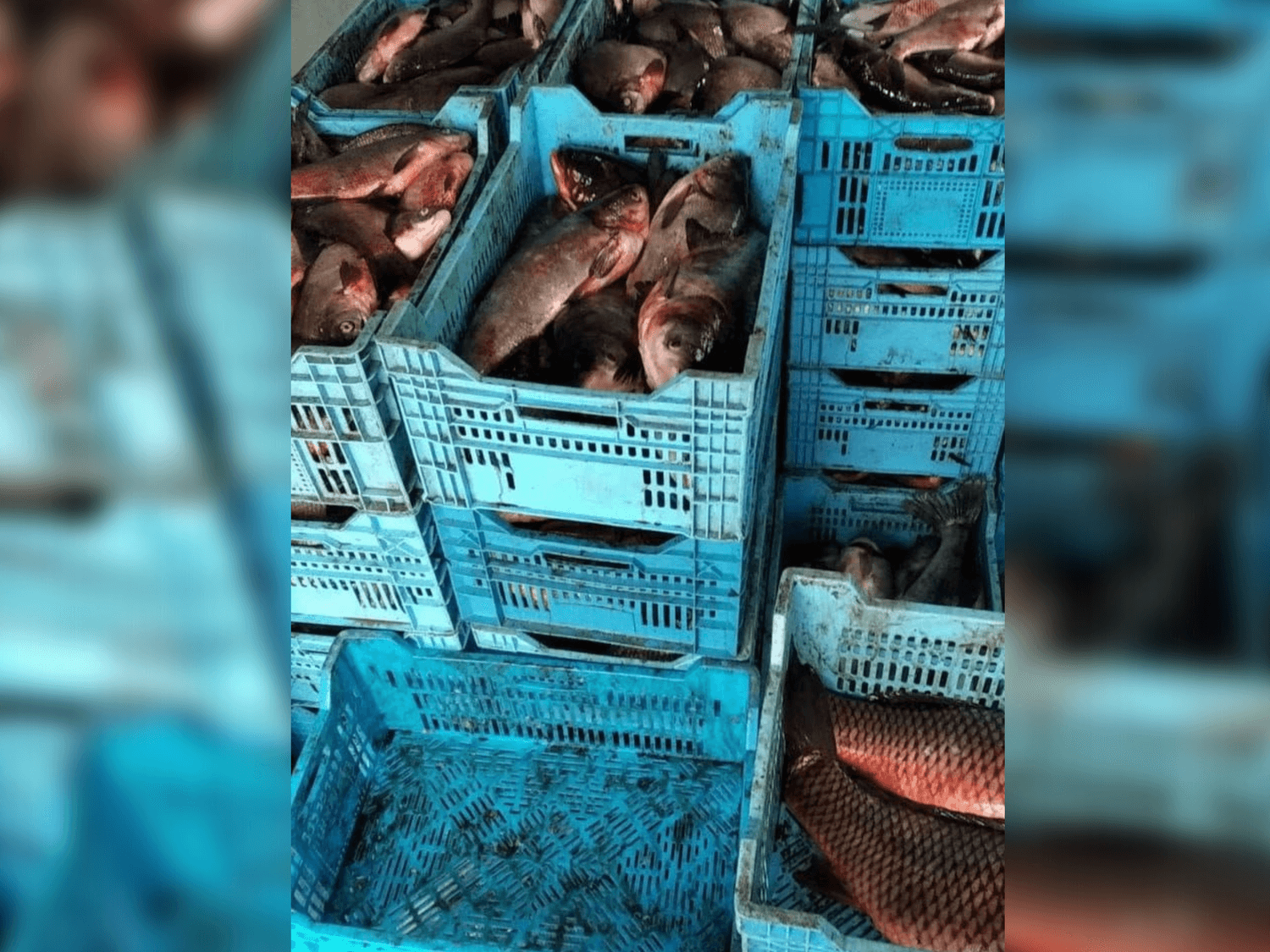 Полтавські рибоохоронці затримали чоловіка, який перевозив понад 700 кг риби