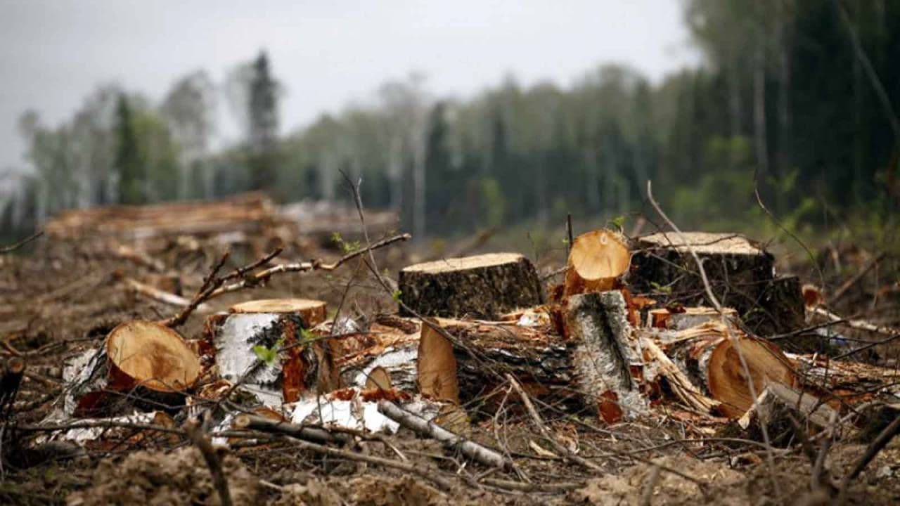 На Гадяччині виявили незаконну вирубку лісу