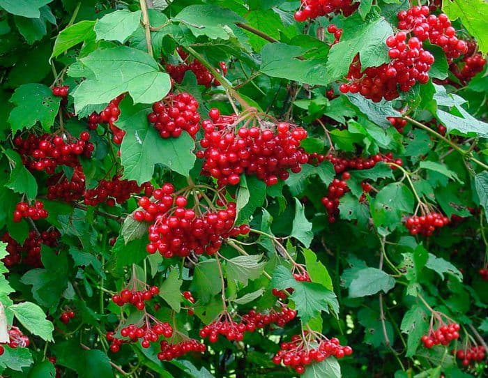 У Полтавському міському парку закладуть калинову алею