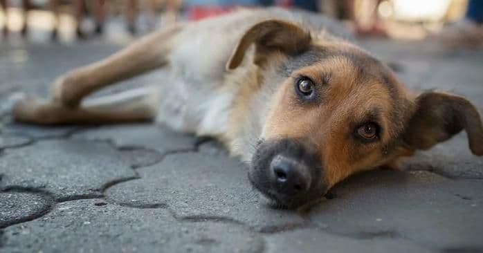 На Полтавщині чоловік застрелив собаку сусідки: триває розслідування