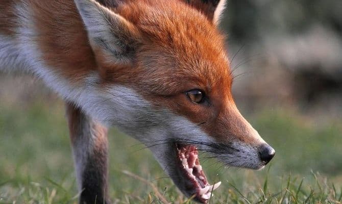 У Полтаві виявили випадок захворювання на сказ