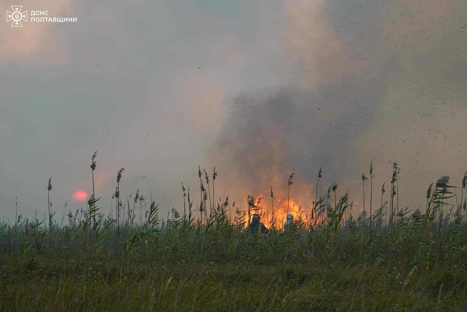 На Полтавщині горять ліси: що відомо