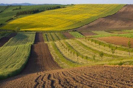 Полтавщина лідирує: в Україні вкладено понад 700 земельних угод