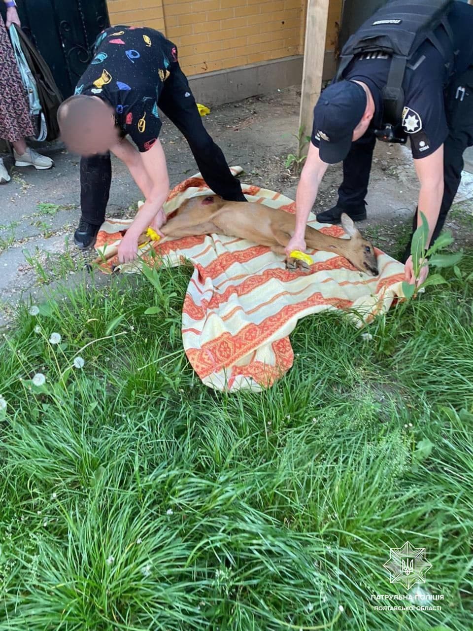 У центрі Полтави врятували козулю, яка потрапила під колеса