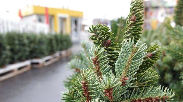 На Полтавщині лісництва почали продавати новорічні ялинки
