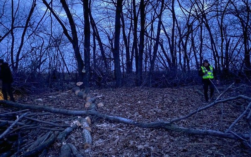На Полтавщині внаслідок падіння гілки загинула жінка