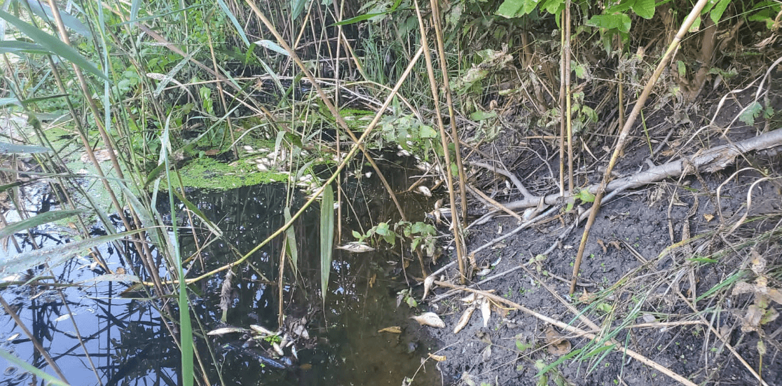 У річці на Полтавщині масово гине риба