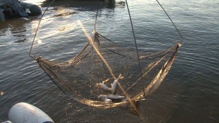 На Полтавщині чоловік наловив риби на 130 тисяч гривень