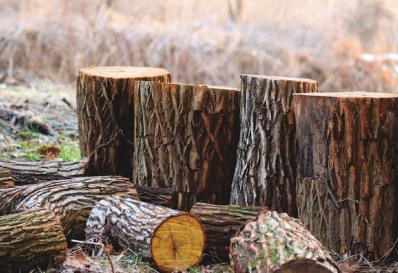 На Полтавщині отримали 3,2 мільйона гривень збитків через незаконну порубку дерев