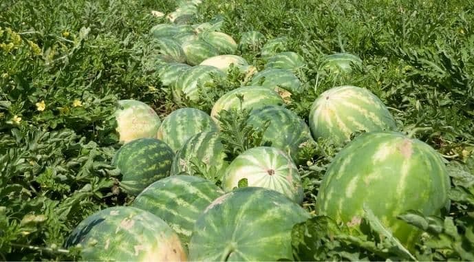 Полтавщина лідирує у вирощуванні баштанних культур