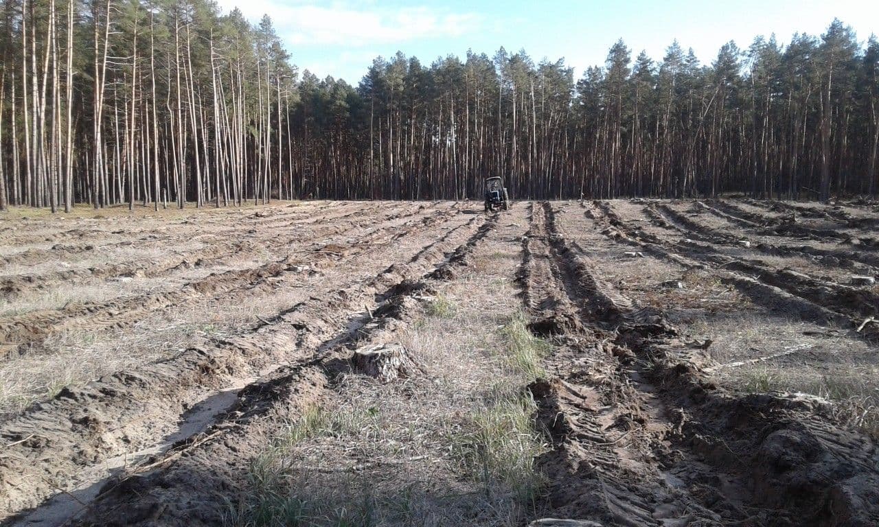 На Полтавщині висадили понад 5 мільйонів дерев