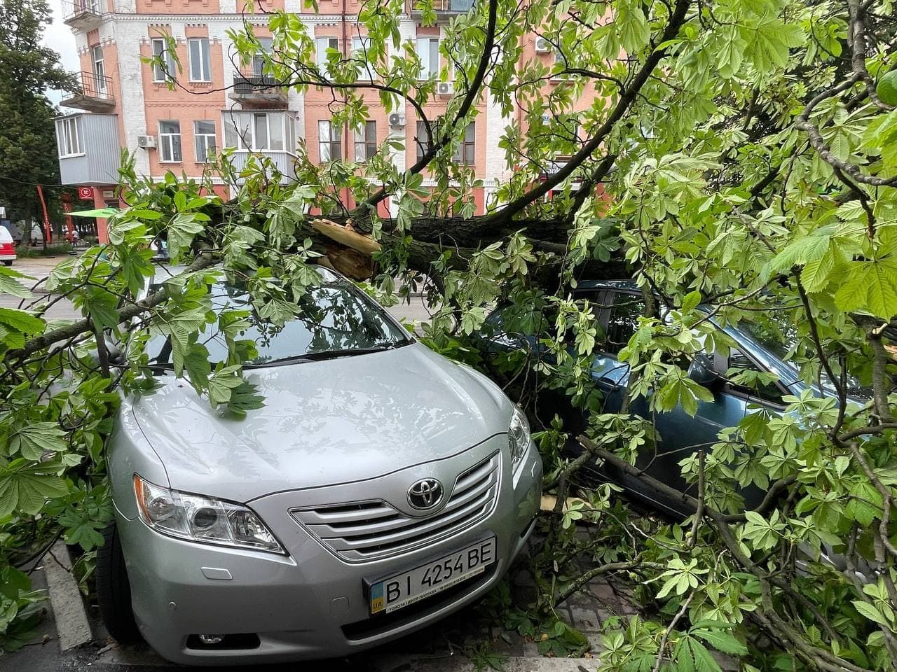 У центрі Полтави знову впало дерево (ФОТО)
