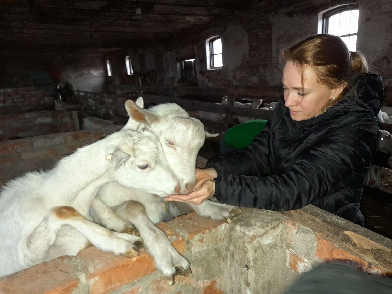 У Полтаву евакуювали кіз із Харківщини: потрібна допомога