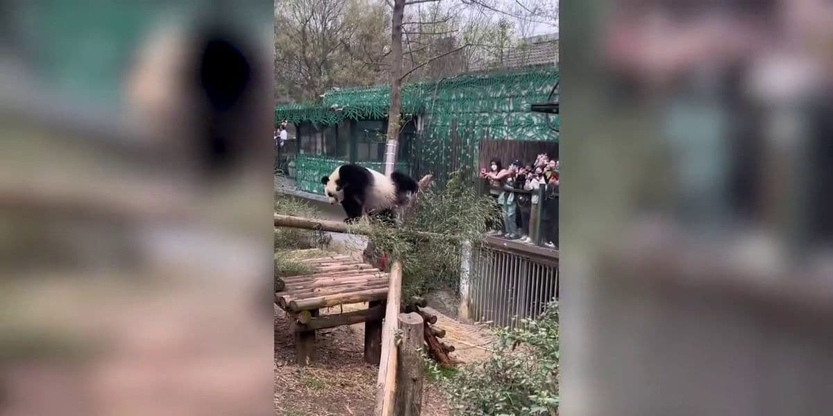 В китайському зоопарку панда танцює «тверк» — відвідувачі в захваті (ВІДЕО)