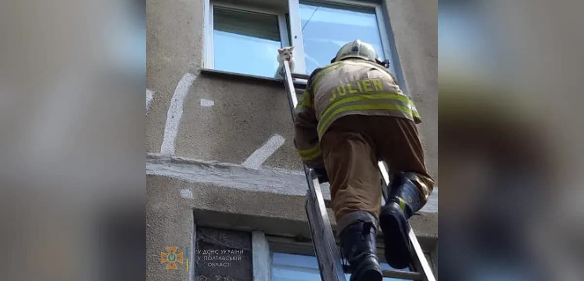 У Кременчуці рятувальники витягали кота, застряглого у вікні