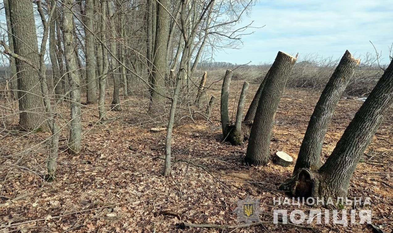 На Полтавщині чоловіка підозрюють у незаконній вирубці дубів