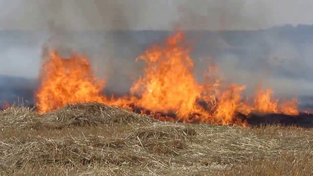 Майже 5 га території згоріло внаслідок пожеж в Кременчуці