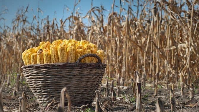 На Полтавщині чоловік загинув, прибираючи город від залишків кукурудзи