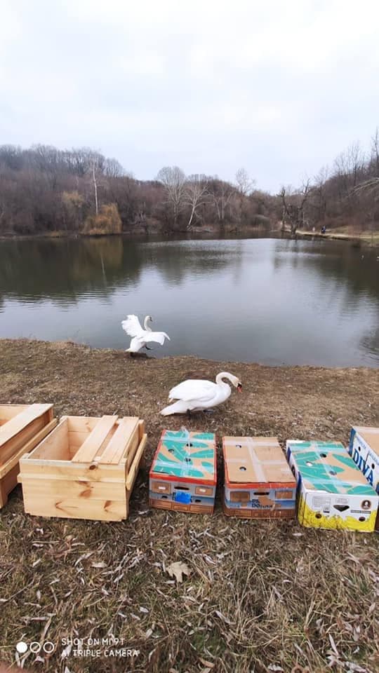 До полтавського дендропарку повернули птахів із зимівлі