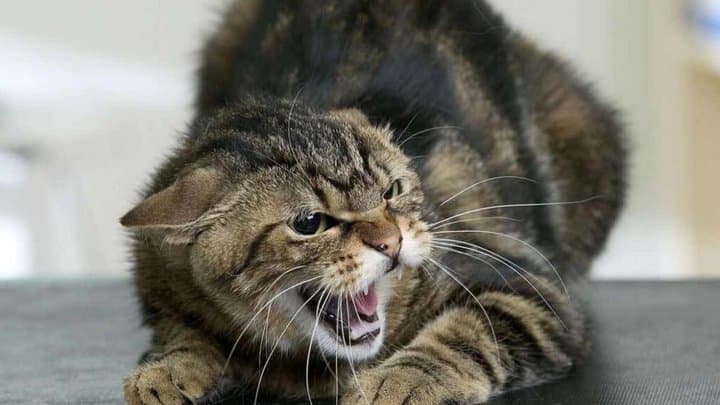 На Полтавщині у кота виявили сказ