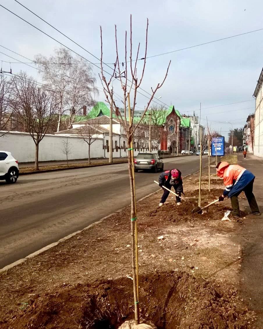 У Полтаві висадили сакури