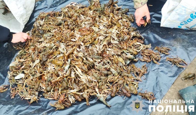 1700 раків у мікроавтобусі: на Полтавщині викрили браконьєра