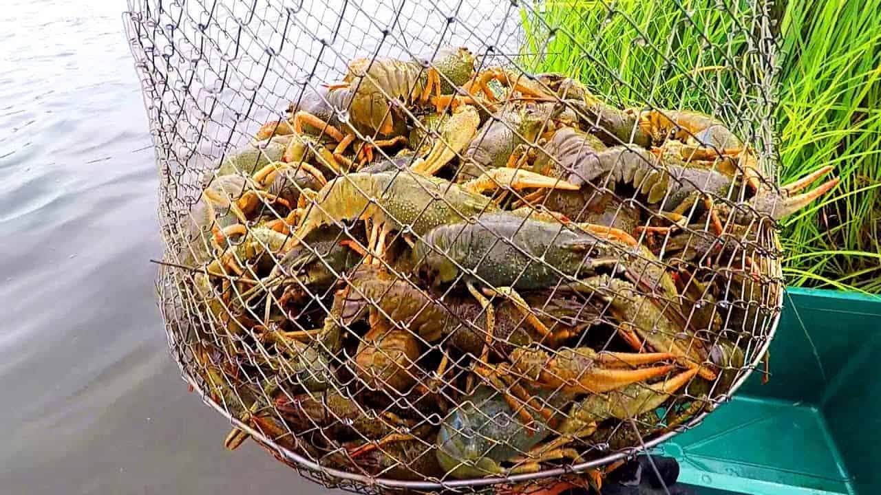 Рибоохоронний рейд на Полтавщині: врятували майже сорок раків