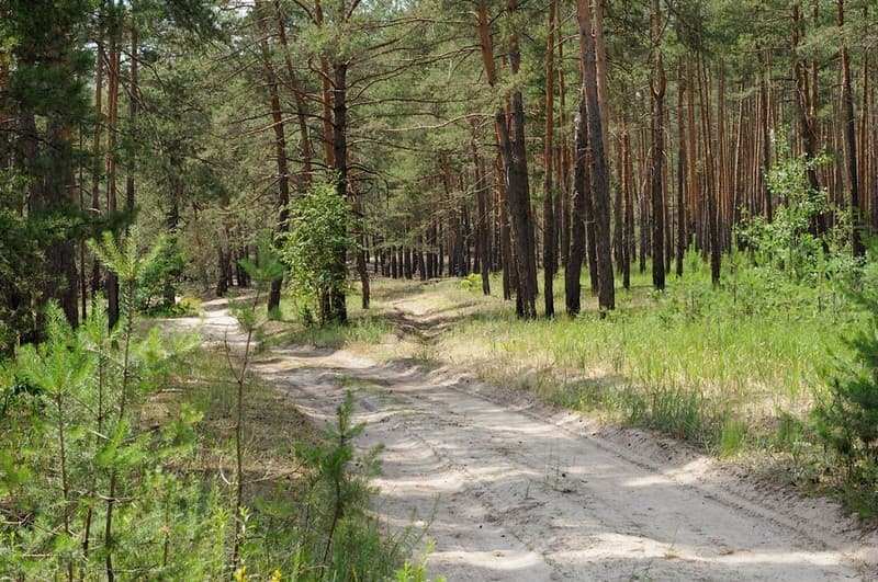 За три роки на Полтавщині висадили понад 35 мільйонів дерев