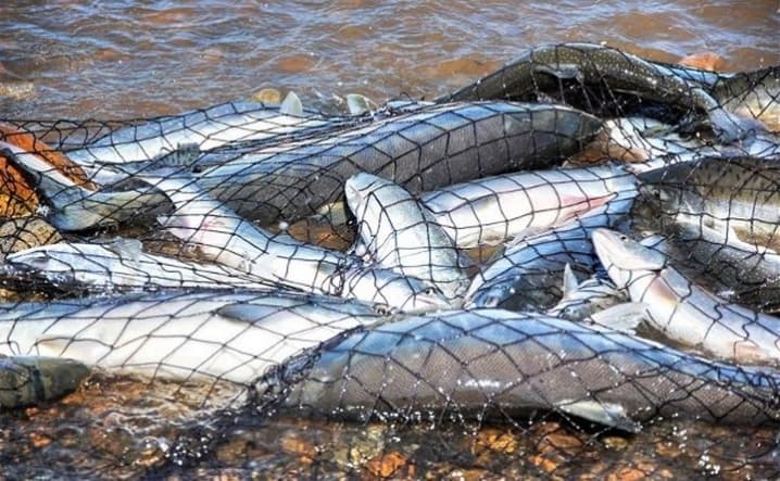 На Полтавщині затримали браконьєрів із уловом на 380 тисяч гривень