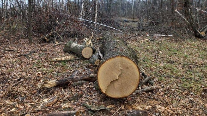 У Полтавській громаді вдвічі зросла кількість екозлочинів