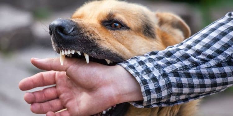 У Зінькові безпритульна собака покусала шістьох людей