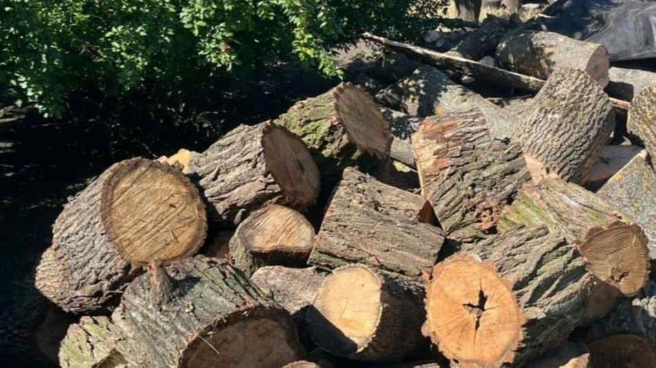 На Полтавщині незаконно вирубали 180 дерев