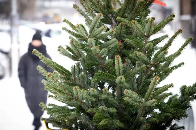 Як на Полтавщині придбати новорічну ялинку: ціни та адреси